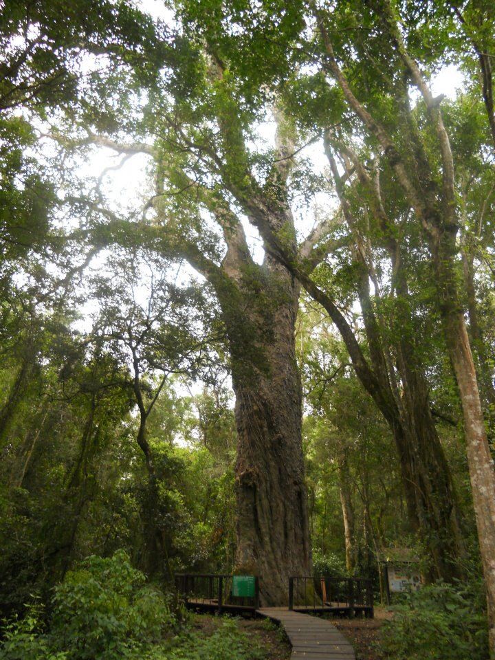 Ancient Outeniqua Yellowwood Big Tree